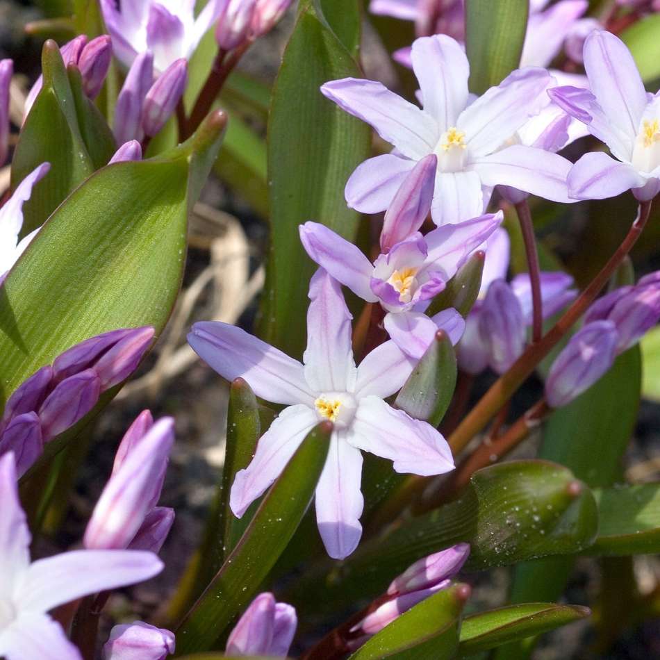 Snöstjärna Chionodoxa forbesii 'Pink Giant'